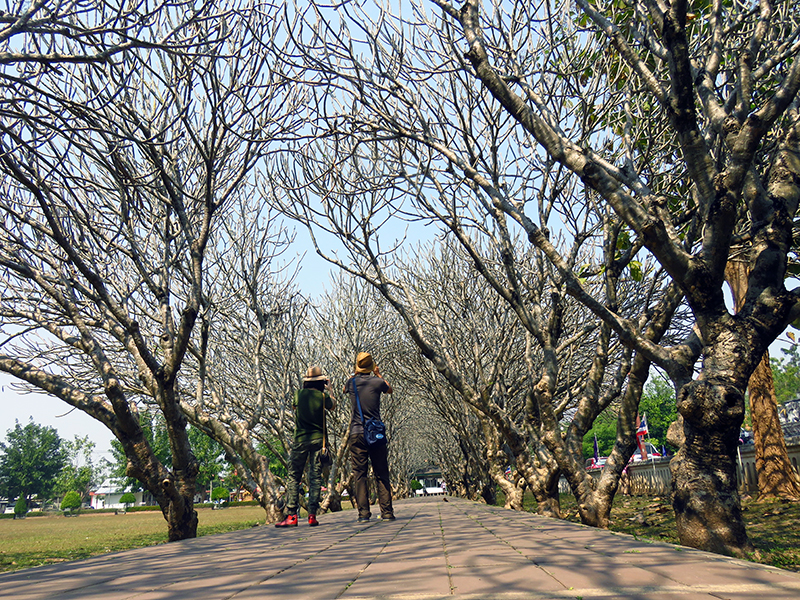 โปรแกรมทัวร์ท่องเที่ยวทริปดอยเสมอดาว ผาชู้ เสาดินนาน้อย
วัดภูมินทร์ วัดพระธาตุเขาน้อย 2 วัน 1 คืน จ.น่าน