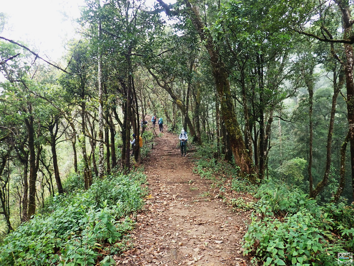 ทัวร์เดินป่าท่องเที่ยวทริปดอยผ้าขาว อินทนนท์ เชียงใหม่