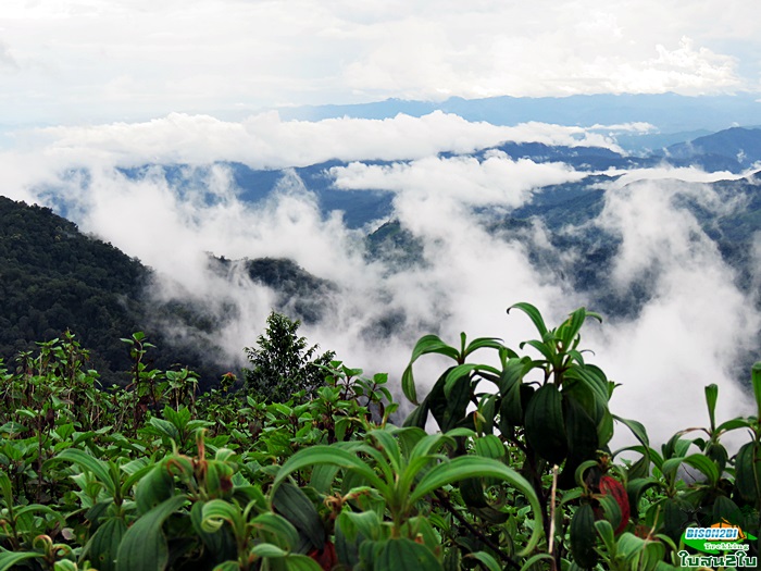 ทัวร์เดินป่าท่องเที่ยวทริปดอยกอมูเลหรือดอยกูมอเล-ดอยตะเลโพ แม่ฮ่องสอน 3 วัน 2 คืน