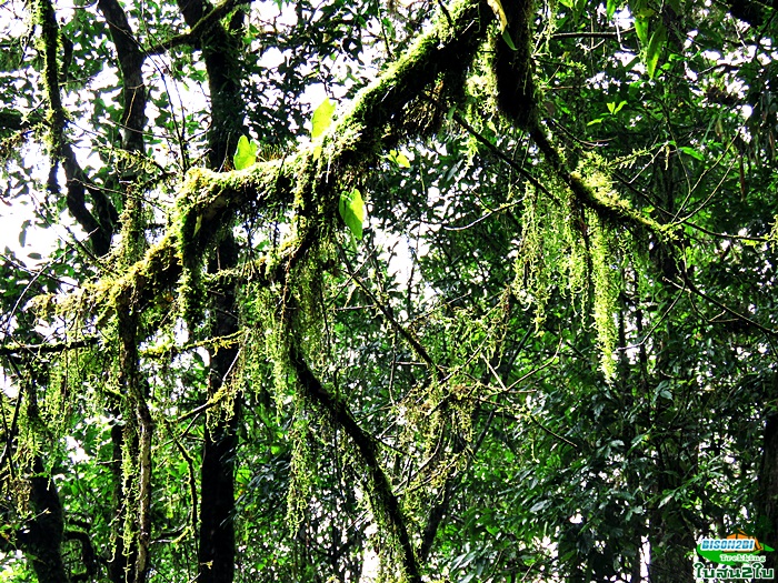 ทัวร์เดินป่าท่องเที่ยวทริปดอยกอมูเลหรือดอยกูมอเล-ดอยตะเลโพ แม่ฮ่องสอน 3 วัน 2 คืน