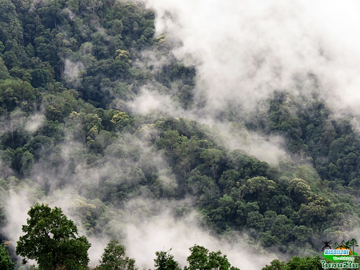 ทัวร์เดินป่าท่องเที่ยวทริปดอยกอมูเลหรือดอยกูมอเล-ดอยตะเลโพ แม่ฮ่องสอน 3 วัน 2 คืน