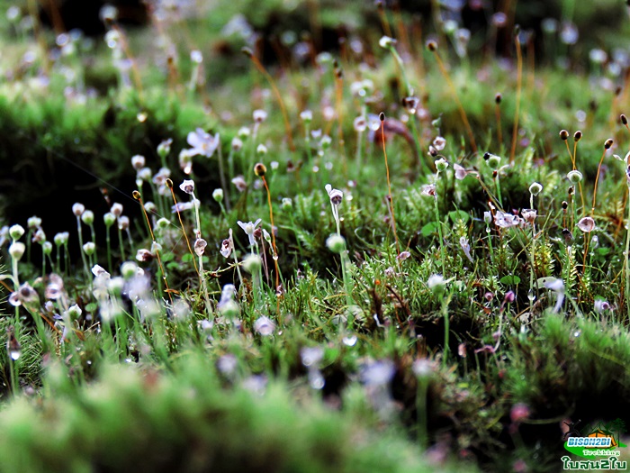 ทัวร์เดินป่าท่องเที่ยวทริปดอยกอมูเลหรือดอยกูมอเล-ดอยตะเลโพ แม่ฮ่องสอน 3 วัน 2 คืน