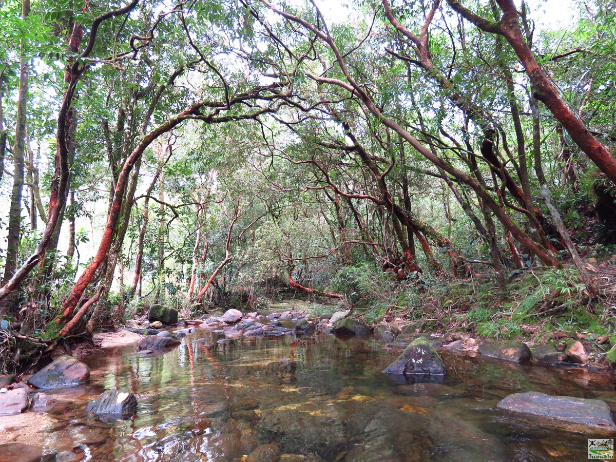 ทัวร์เดินป่าท่องเที่ยวทริปดอยม่อนทูเล ดอยม่อนคลุย ดอยม่อนคลุยหลวง-จอวาเล ท่าสองยาง ตาก 3 วัน 2 คืน