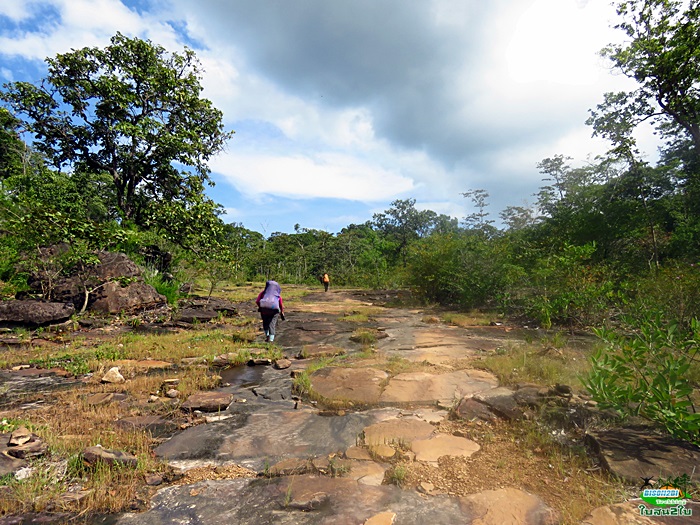 โปรแกรมทัวร์ท่องเที่ยวทริปเดินป่าภูจองนายอย ภูหินด่าง น้ำตกห้วยหลวง