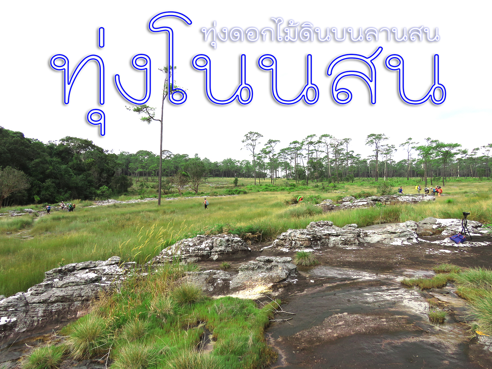 ทัวร์เดินป่าแค้มป์ปิ้งท่องเที่ยวทริปทุ่งโนนสน อช.ทุ่งแสลงหลวง 2 วัน 1 คืน